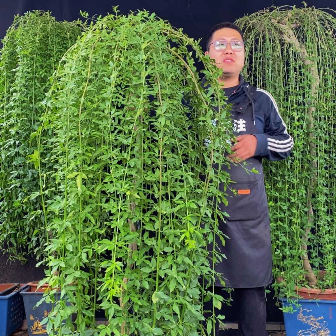 探春花，高度168，会落叶，一物一拍