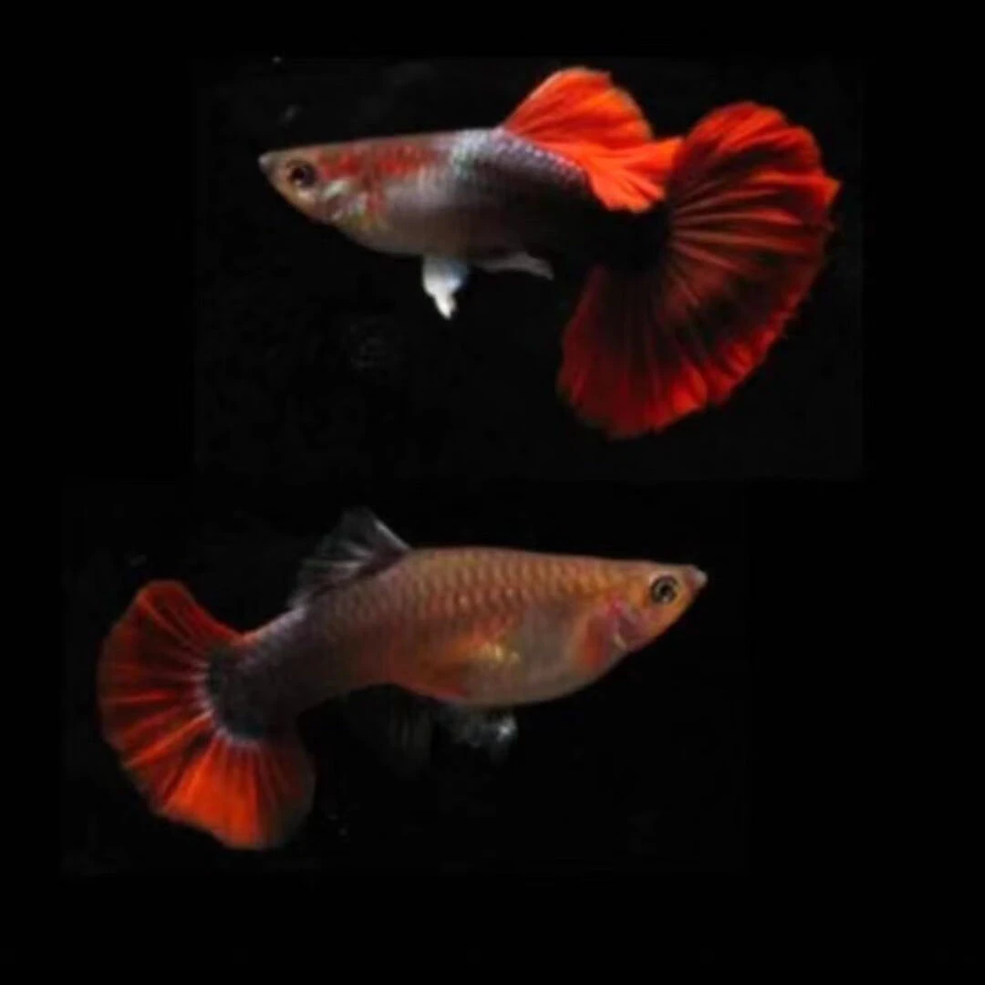 褶扇孔雀鱼热带鱼观赏鱼小型鱼（报损需要开箱视频）