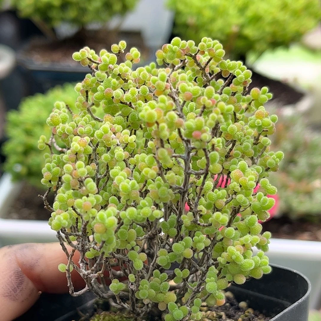 60蜜桔糖球优选枝干番杏