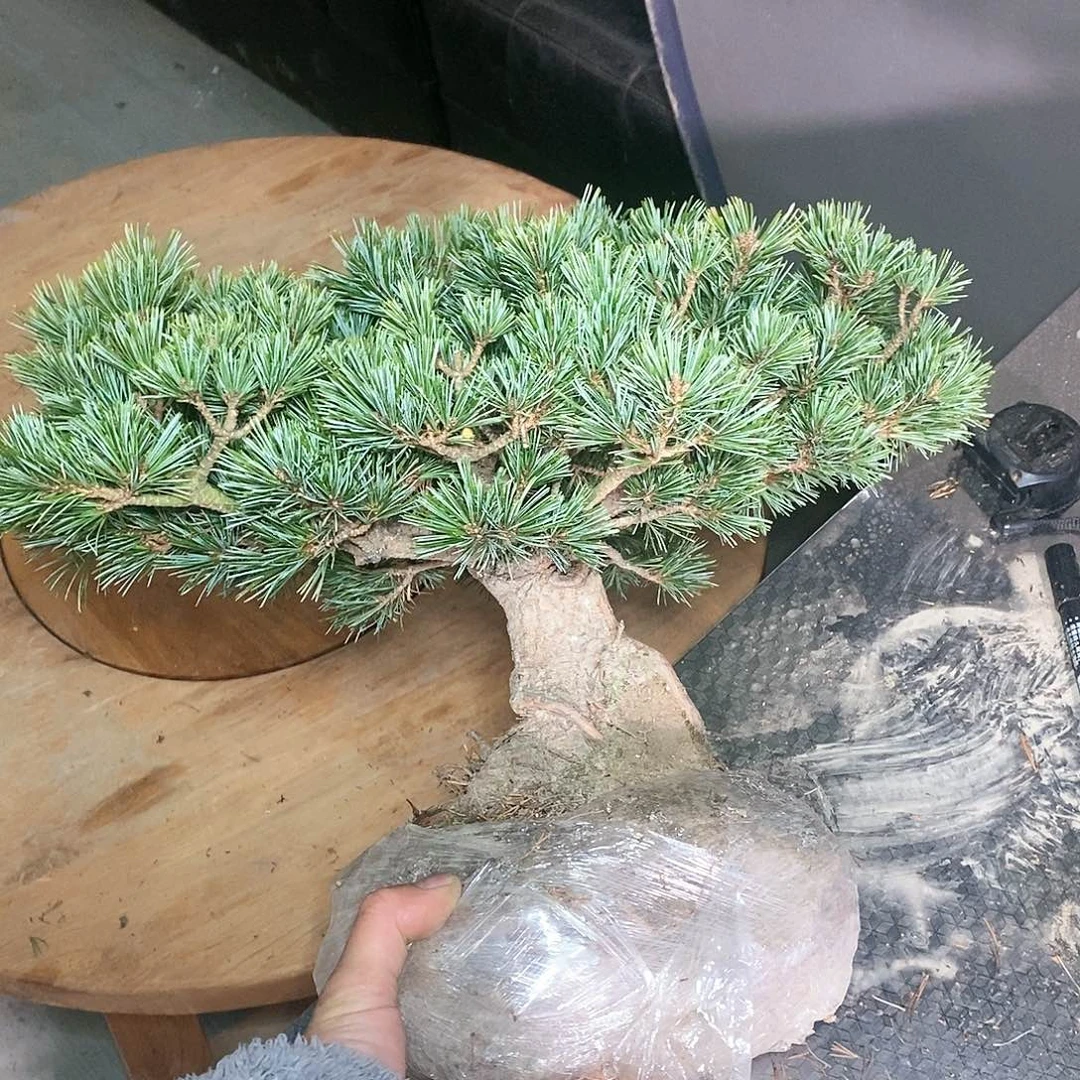 【闪购商品】无花朵福*满