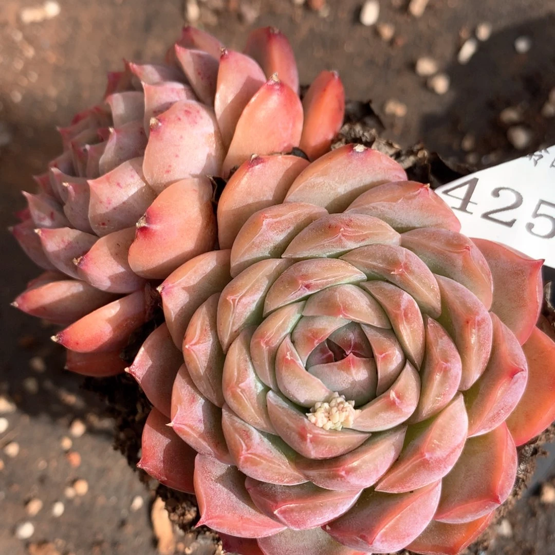 4252杂交多肉植物基地