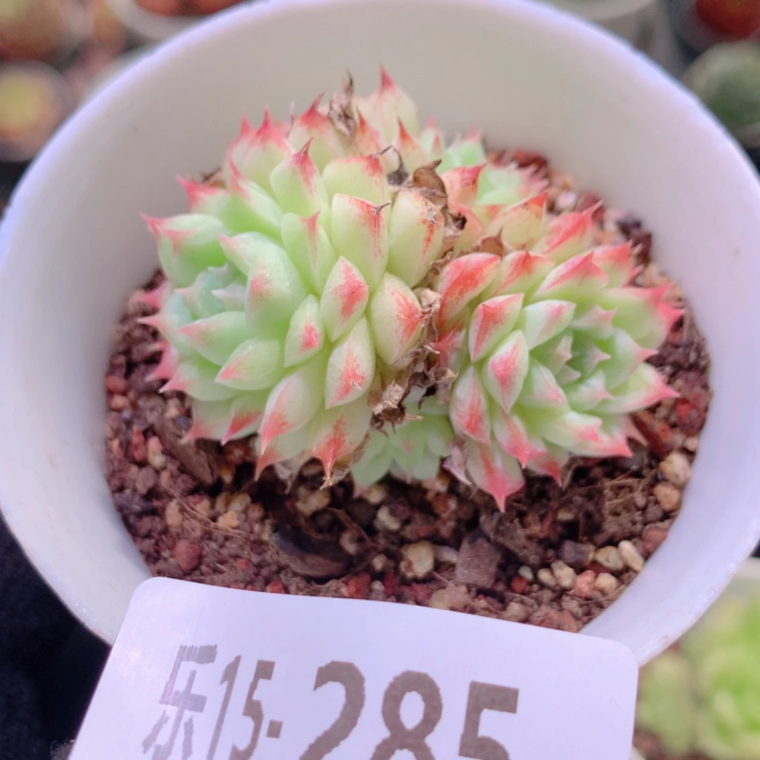 乐然15-285 海王群