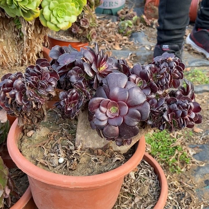 江****姐260欧紫缀化老桩