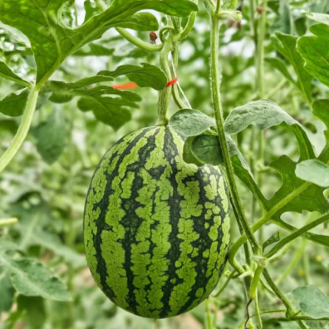 庞各庄西瓜庞各庄小吊瓜脆甜北京500克新鲜北京市