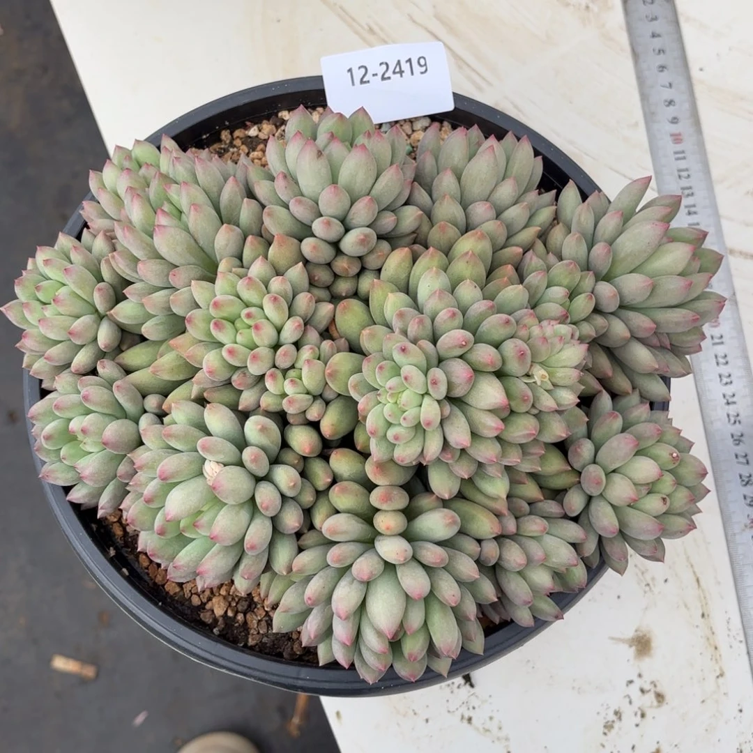 2419岩字美人多肉植物