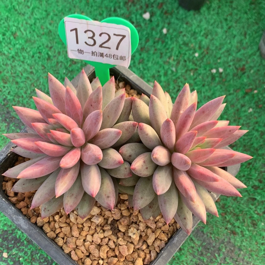 彩体羽毛纹虞美人开播福利