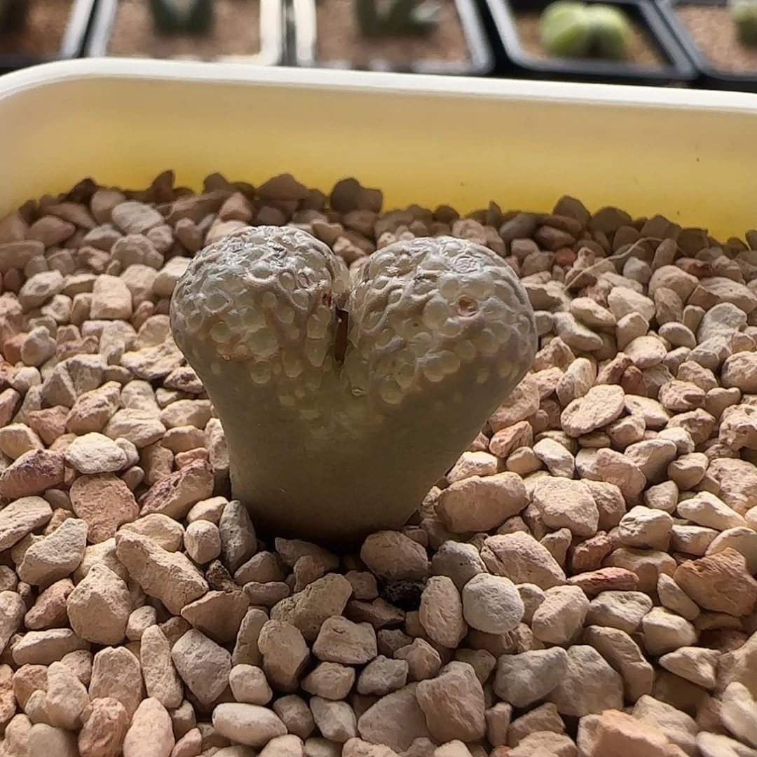 无花朵大型泡泡勋章