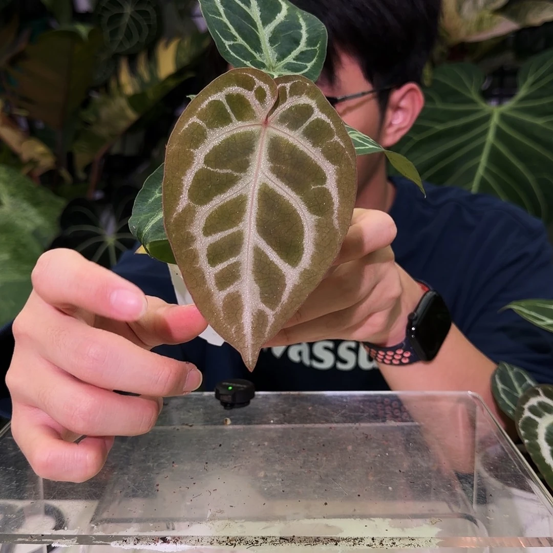 完全开放S77米歇尔杂粉柠檬