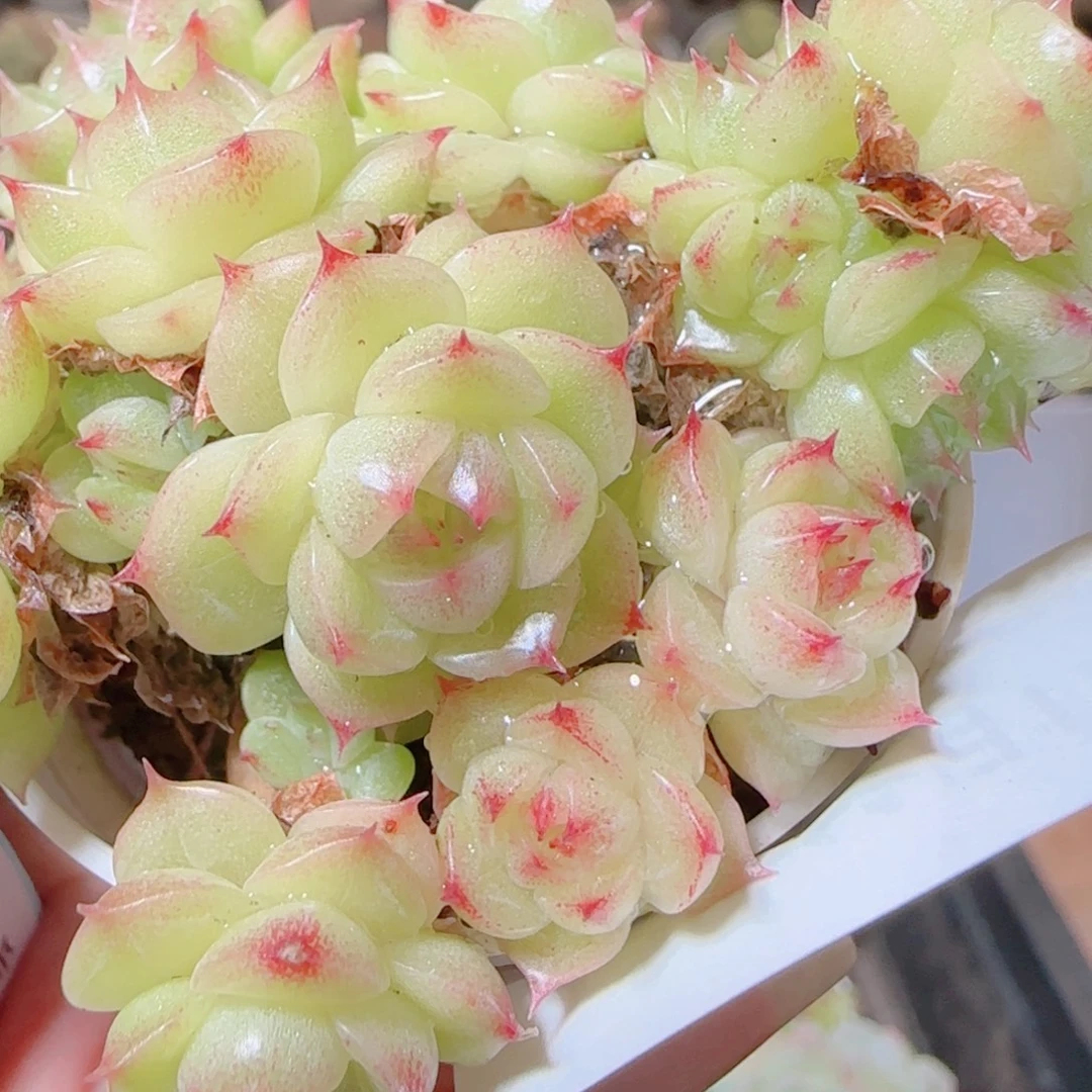 花语逸镜1117-239散