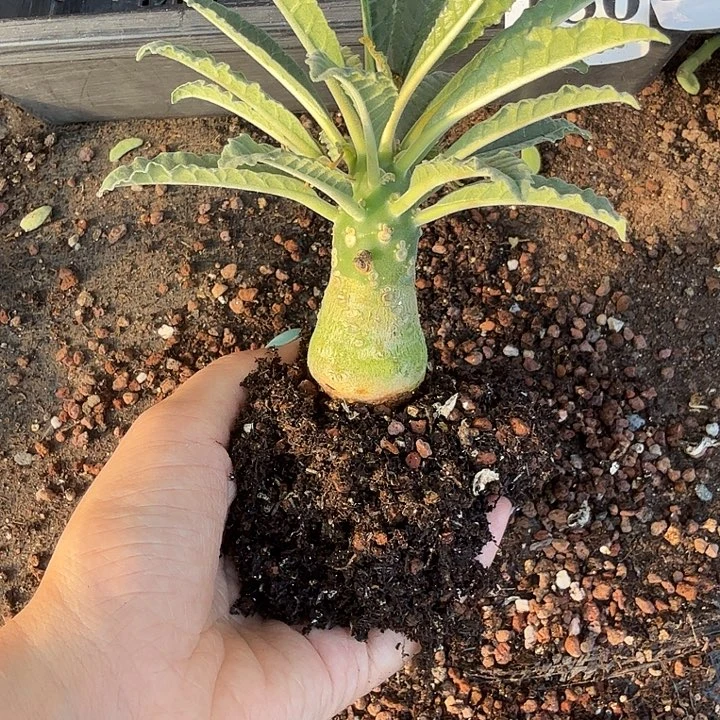 不***名椰子硫桑一物一拍块根多肉