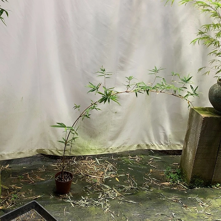 竹子竹子绿植盆栽花卉