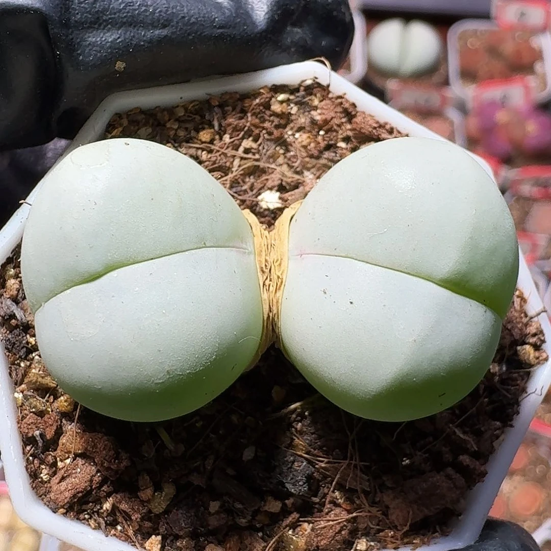 生石花等11111111。  203