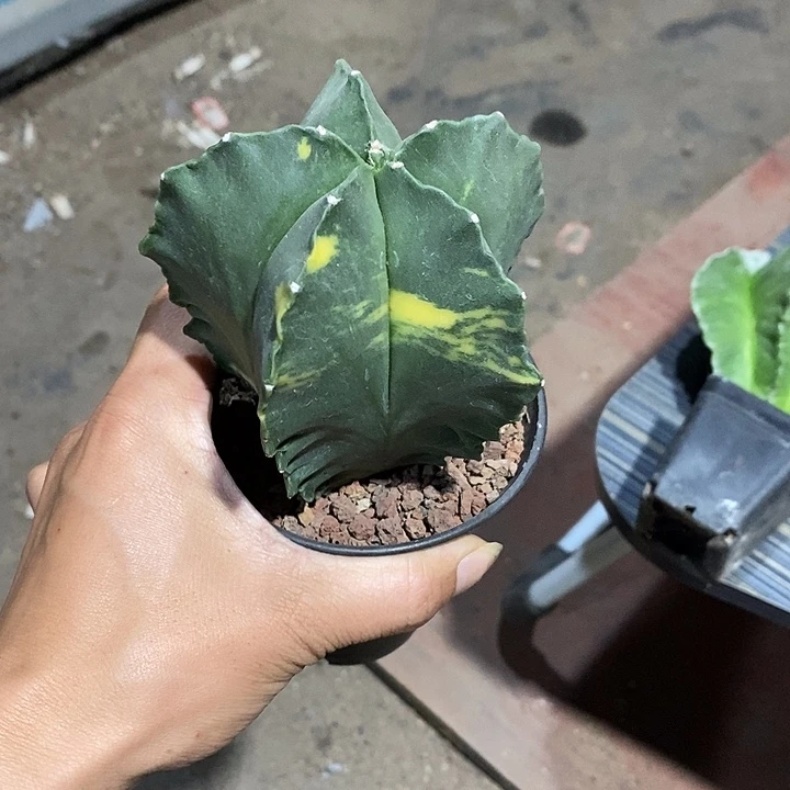 醉***生鸾凤玉锦实生带盆发货