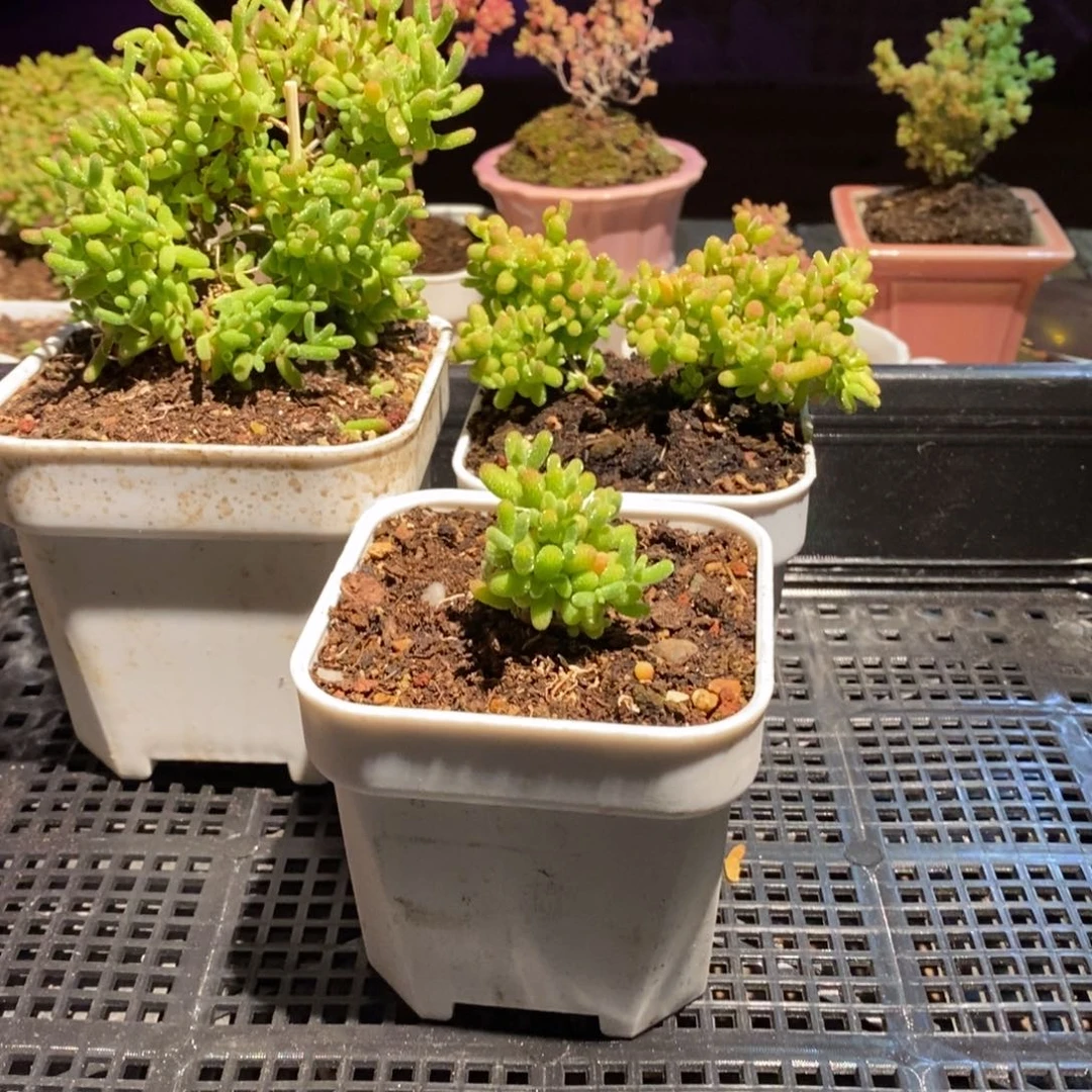 初*?枝干番杏多肉植物197