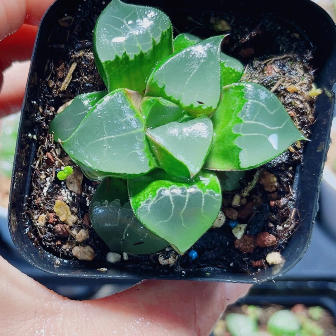 龙喜寿多肉植物6666