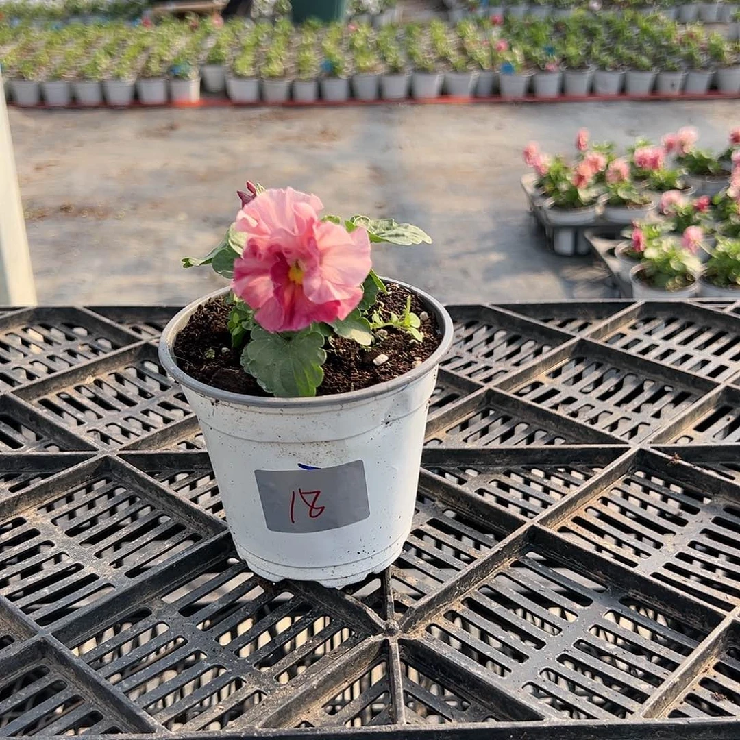 【闪购商品】完全开放018号