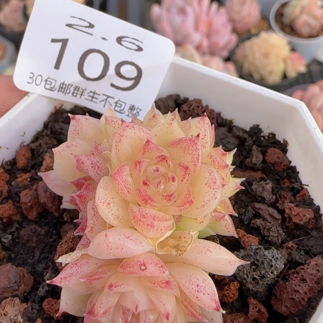 麦秆群一颗脱土发货