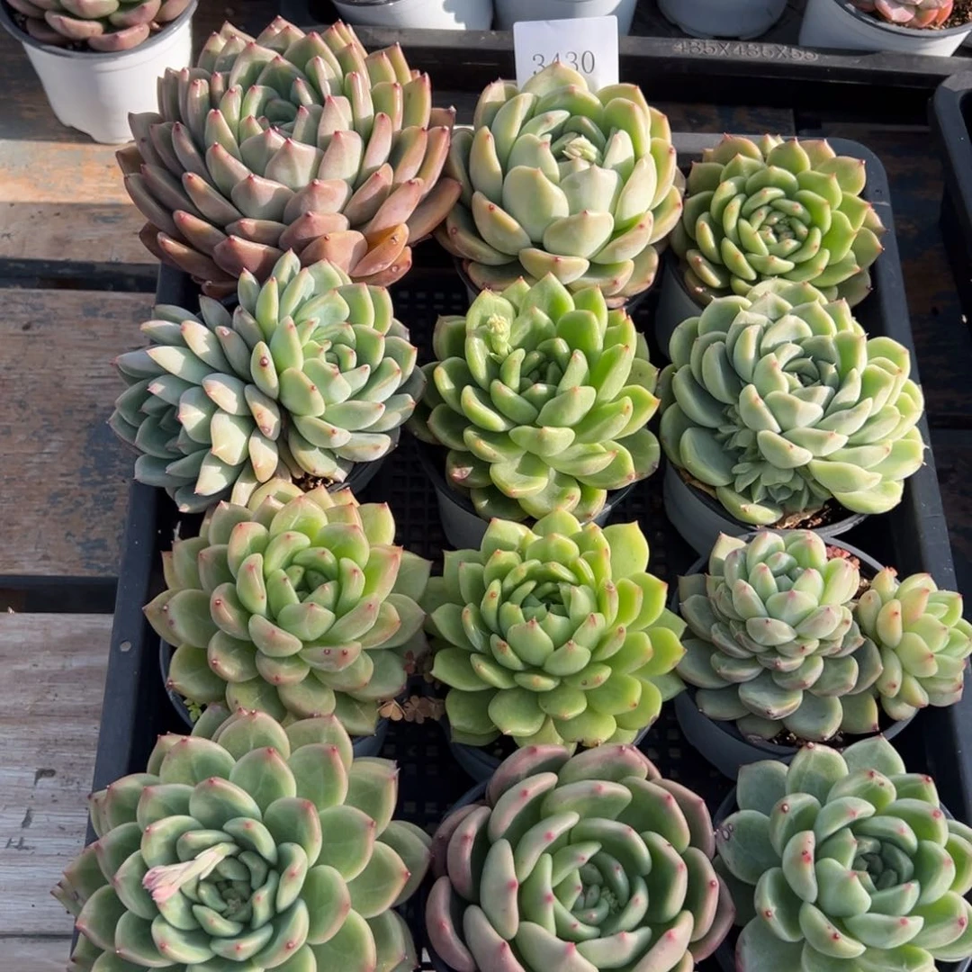 3430多肉多多多多一筐