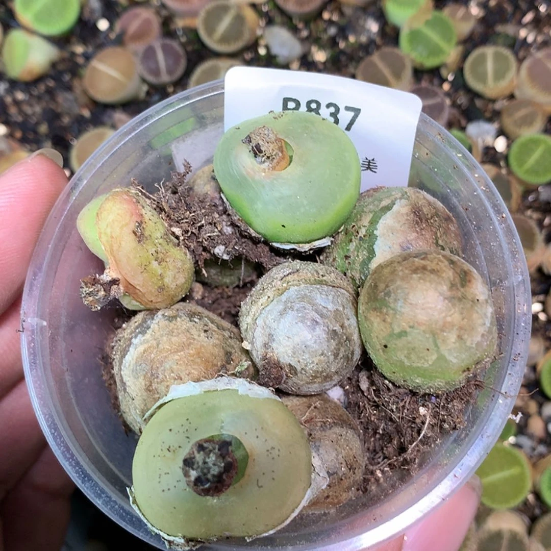 R837多肉植物保护