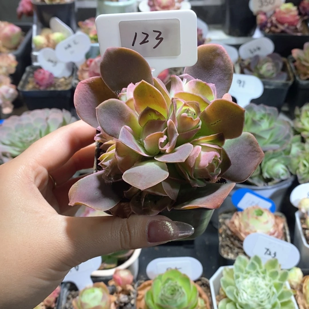 123 紫帕 山地玫瑰
