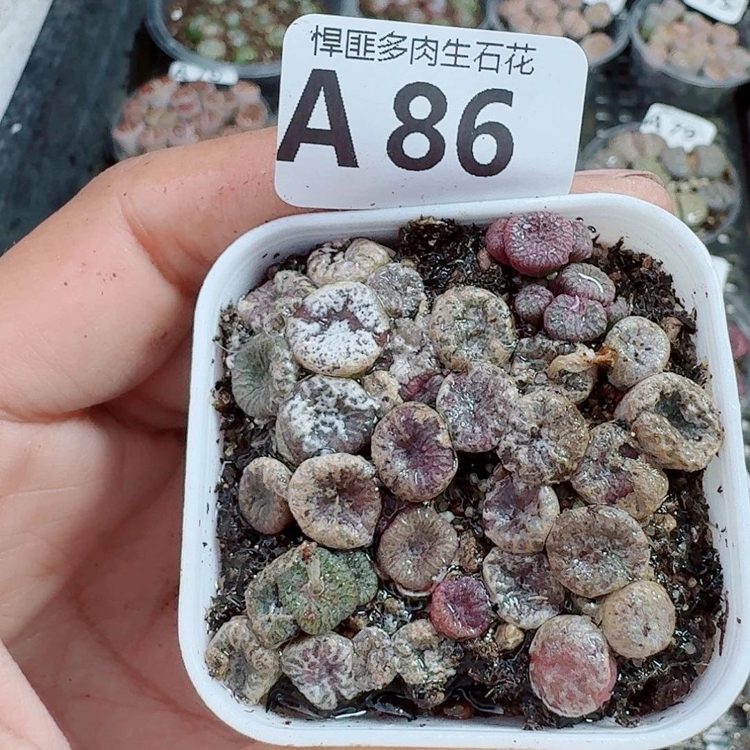 86多肉植物多肉植物