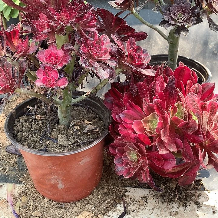 巨*366香奈美杜莎多肉植物