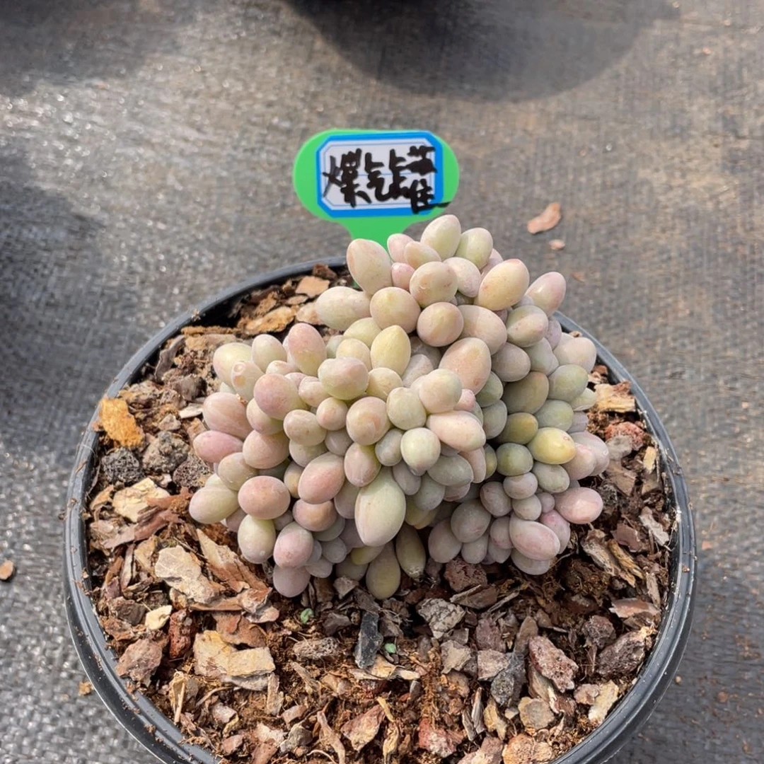 煤*罐多肉植物75258962