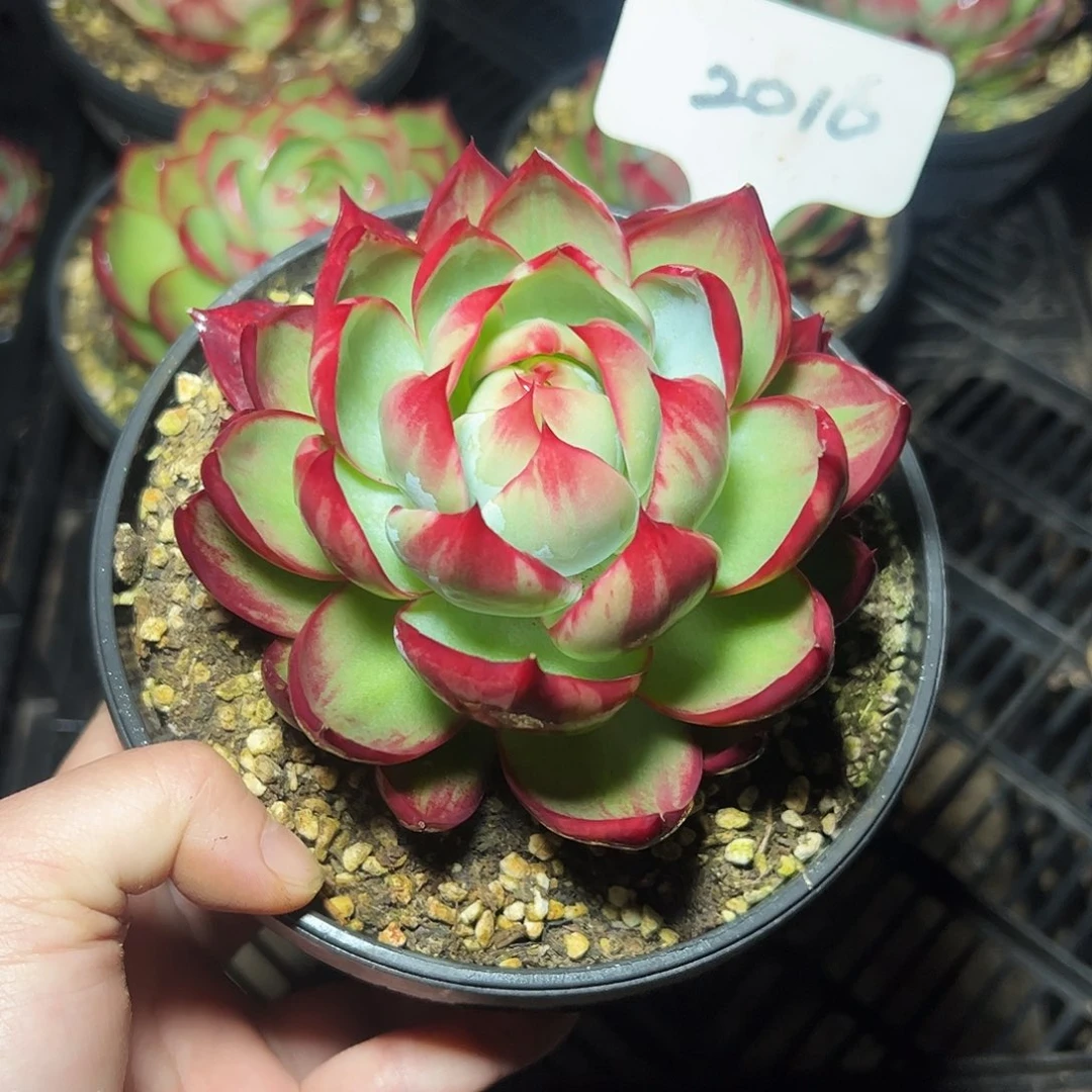 陈***惊鸿仙子一物一拍2016号