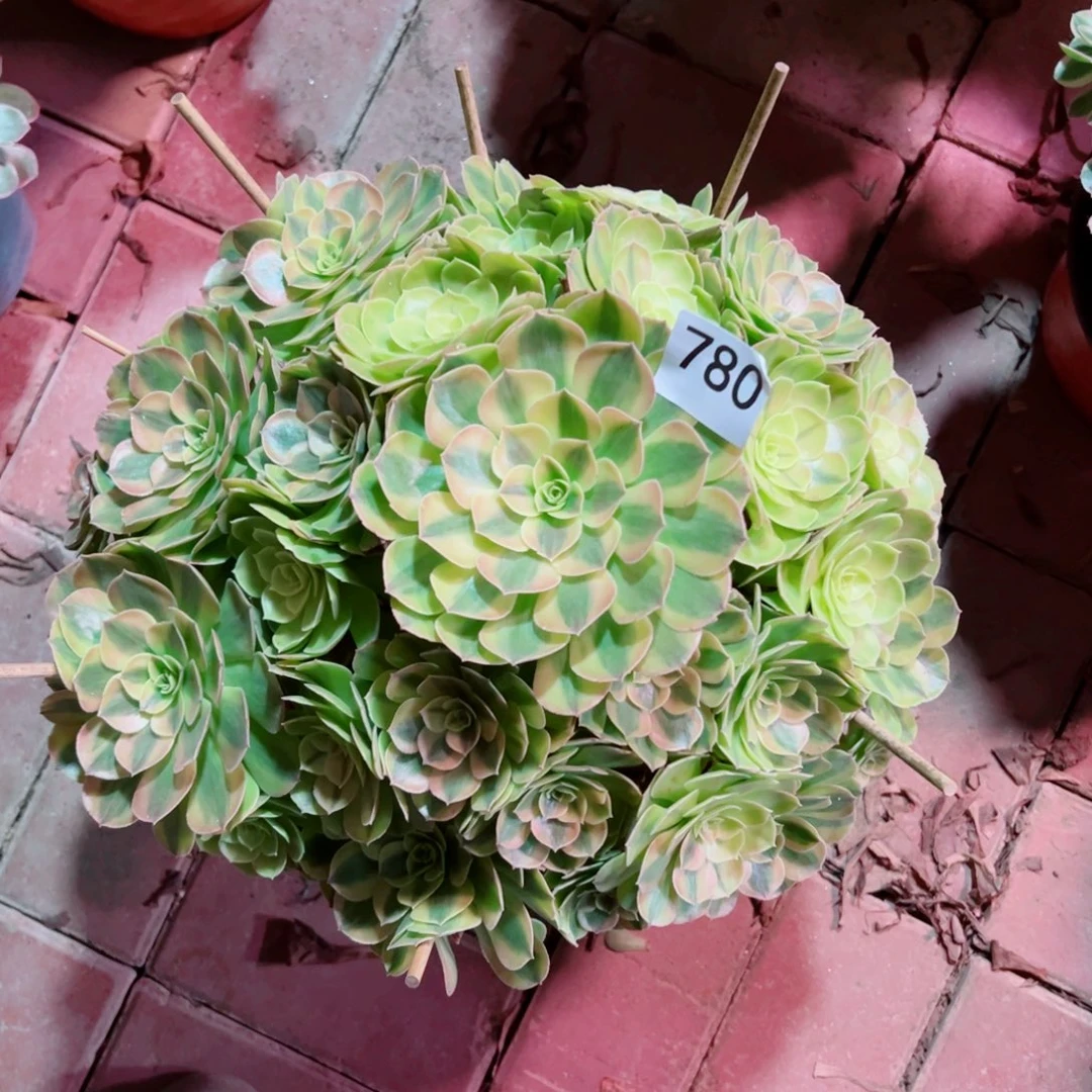 780雨荷轮回法师多肉植物