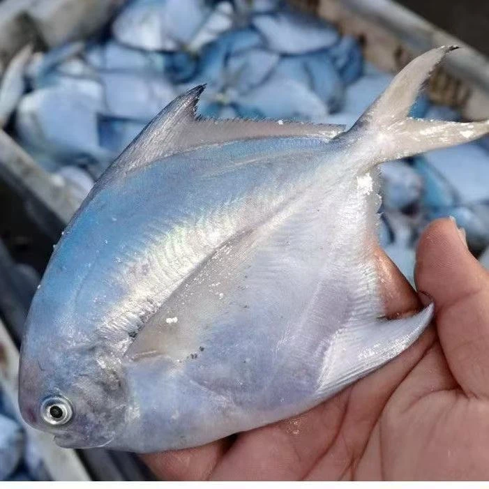 银白鲳野生鲜鲳鱼海鲜水产新鲜海捕冷冻海鱼整箱批发清蒸海鲜