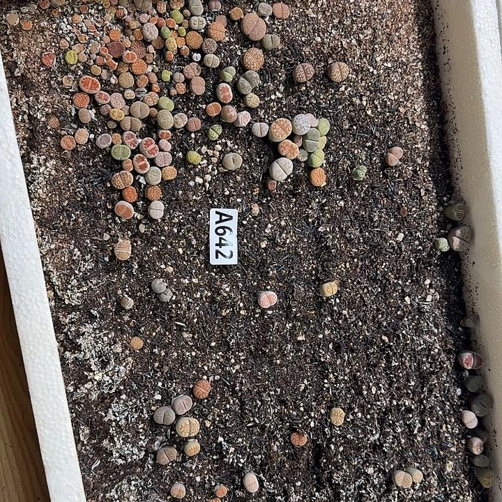 642生石花整筐脱土发货
