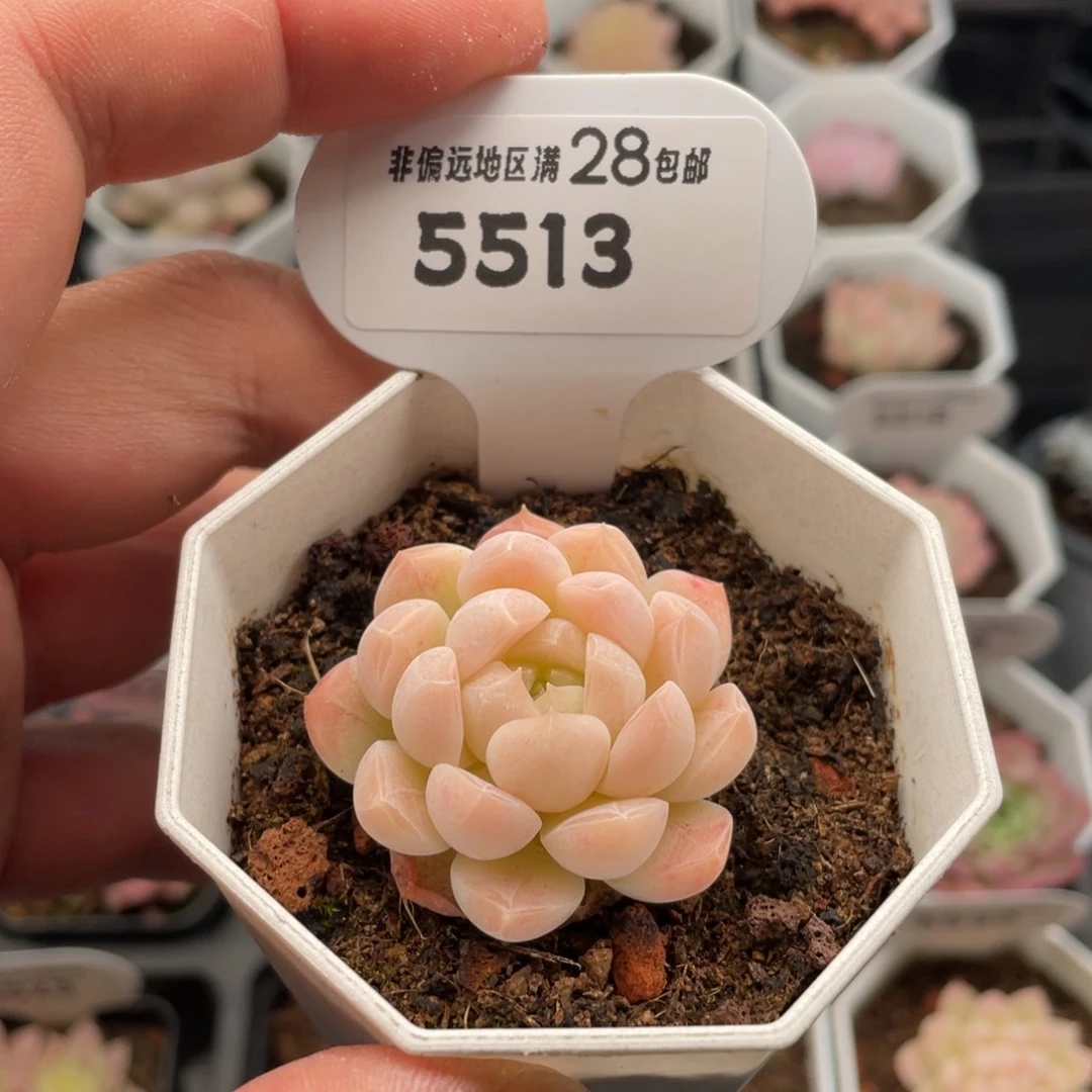 白桃汽水5513-4厘米