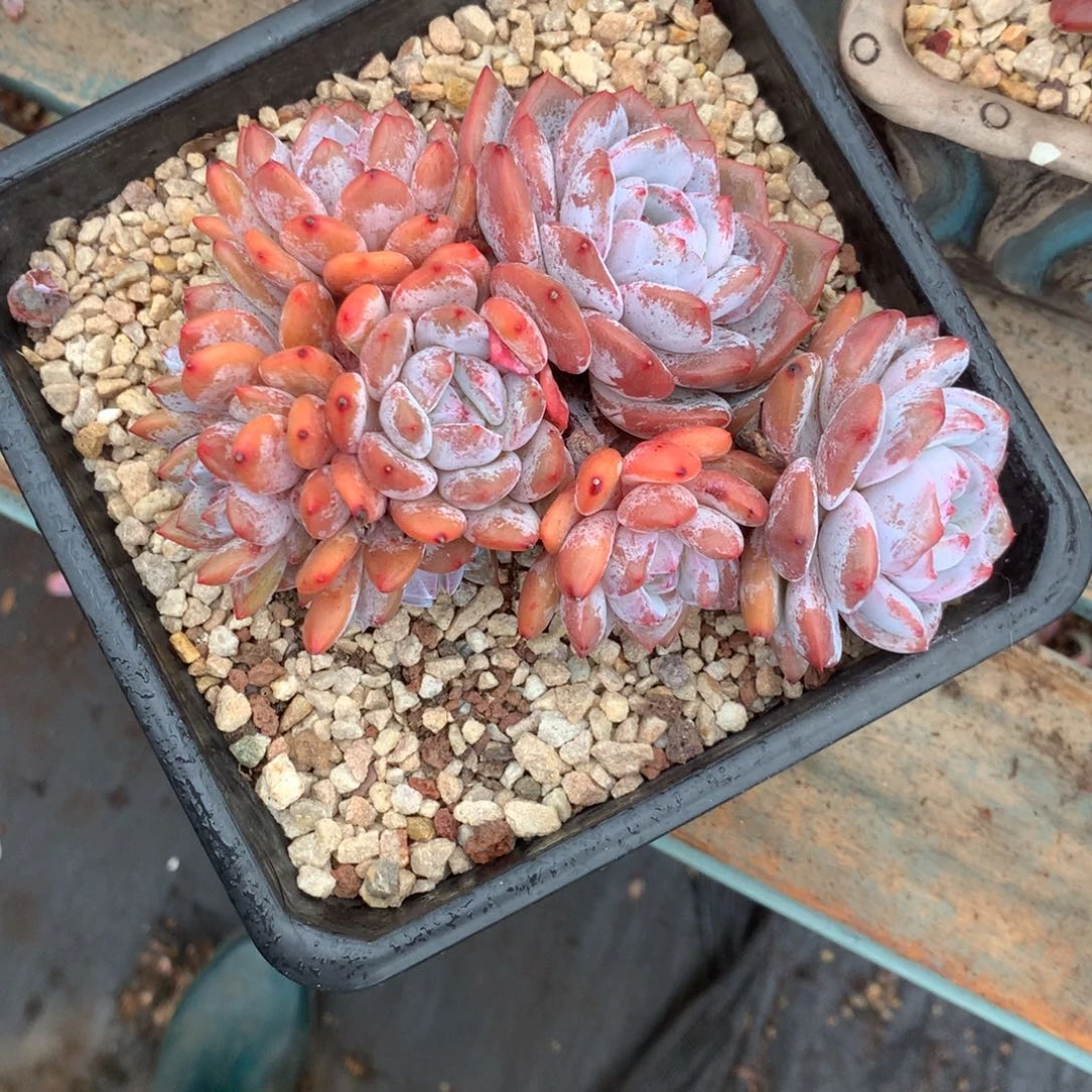 无花朵哈哈哈哈哈哈哈哈哈7