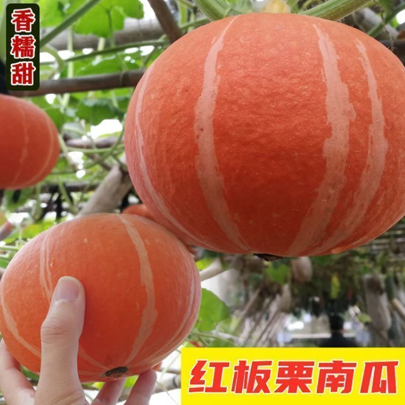 【红板栗南瓜种籽】一包也包邮下单送肥料