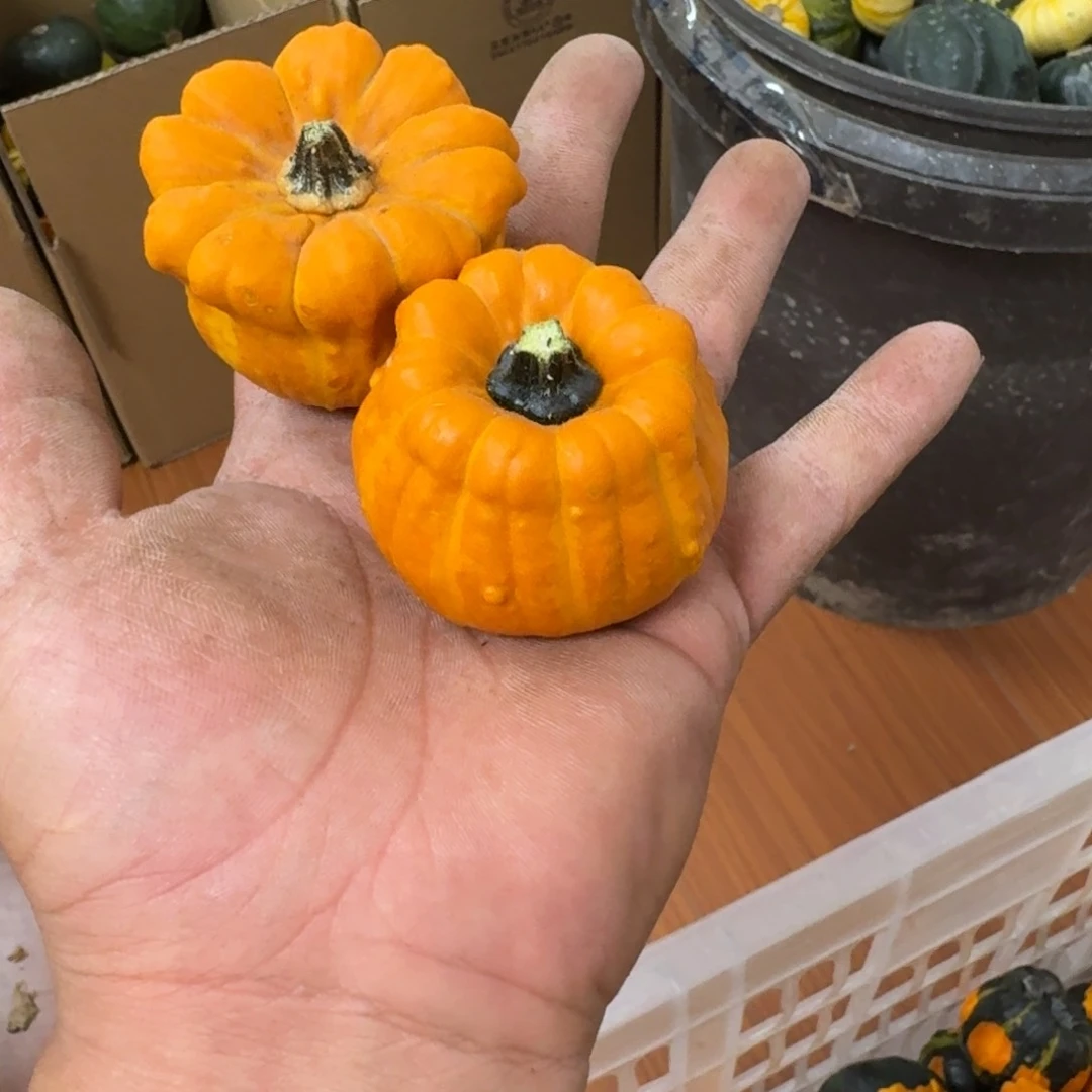 王*怡葫芦啊啊啊啊啊啊啊啊啊啊