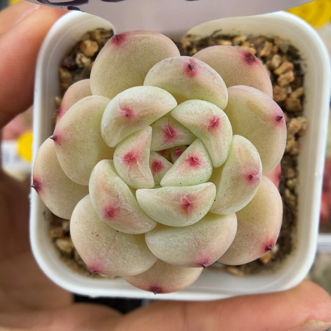 蜜糖甜心800号。