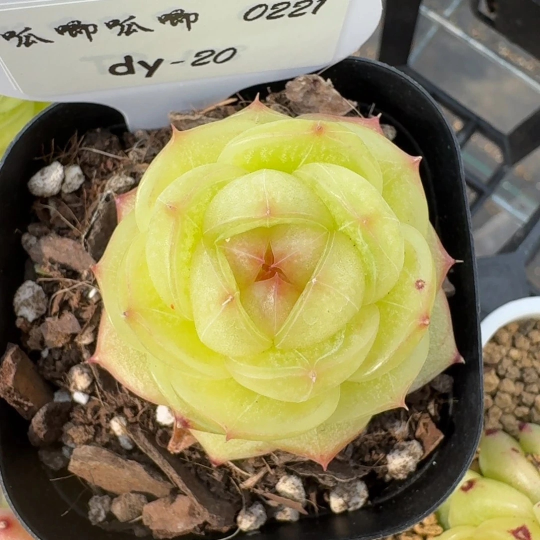 0221-020-灵耀珍妮