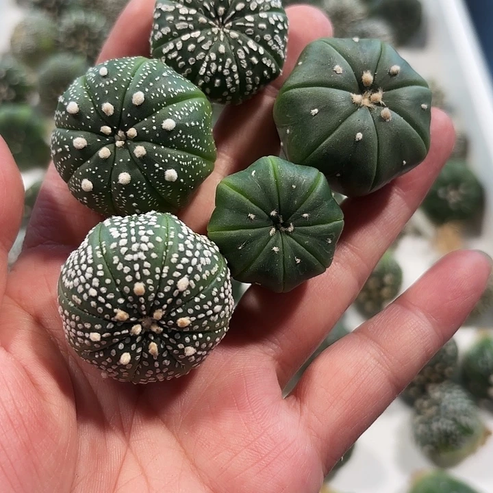 实生奇迹海星琉璃福袋一个