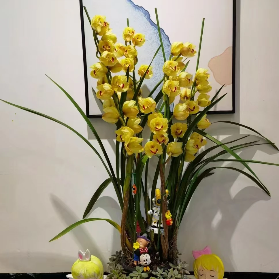 【轶1】金光大花蕙兰 金光闪闪云南直发