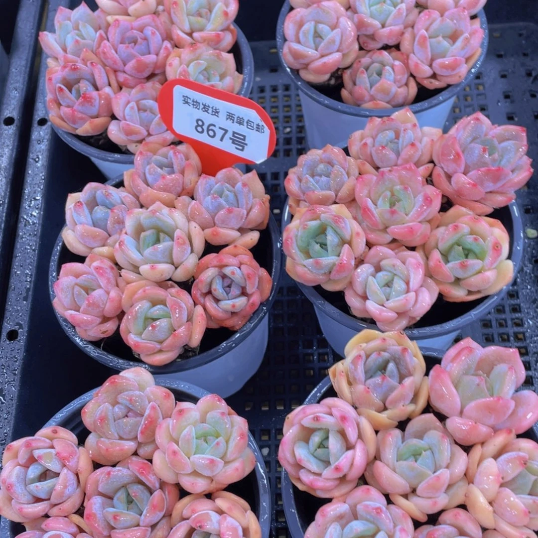 867号 小雪茶组合七颗