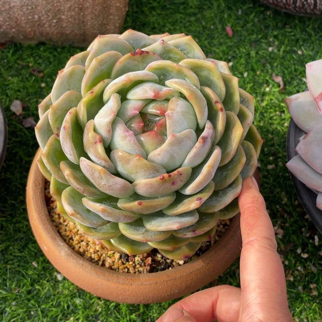 不知名单头多肉植物一物一拍多肉