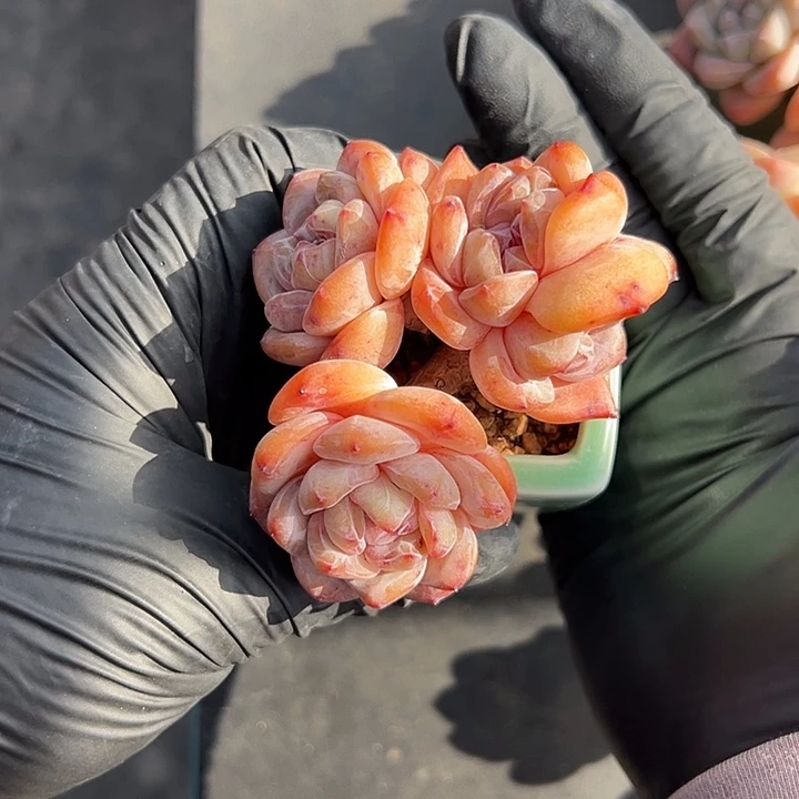 四头星影带盆发的时候