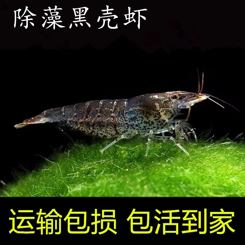 黑壳虾除藻虾观赏虾工具虾饲料虾花腰虾中华小长臂除丝藻刚毛藻