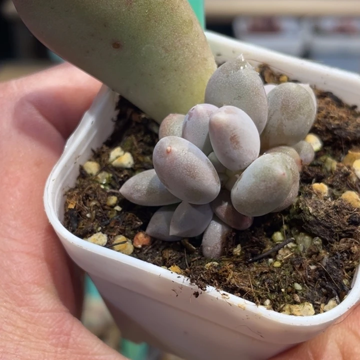 加菲猫656号的多肉啊啊