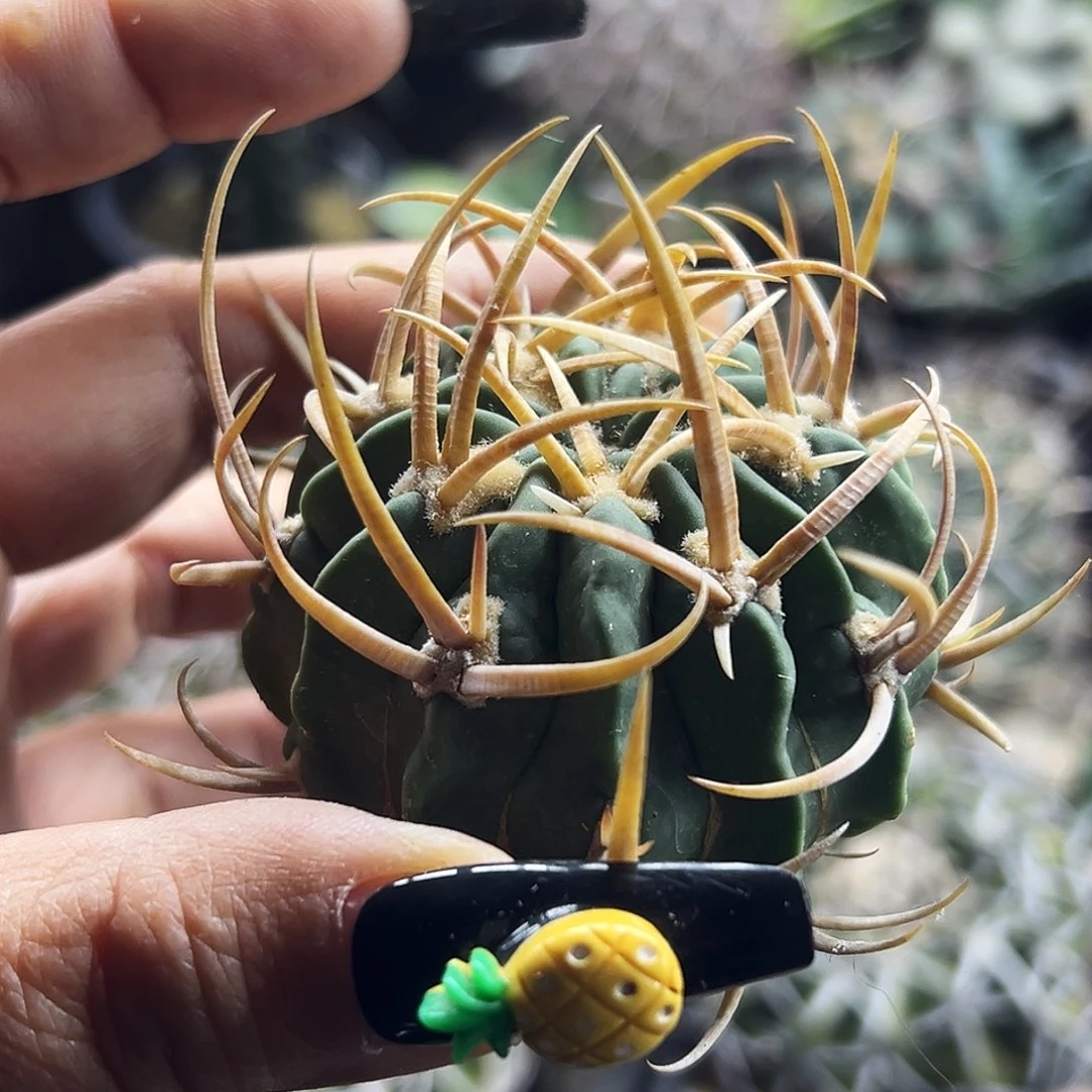 龙剑有根 仙人球66666666666