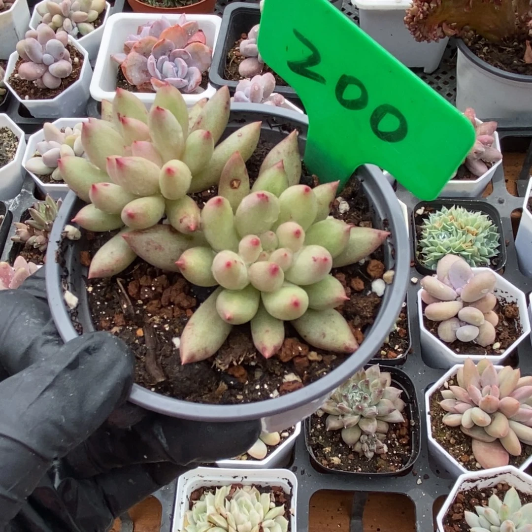 200岩字多肉植物多肉