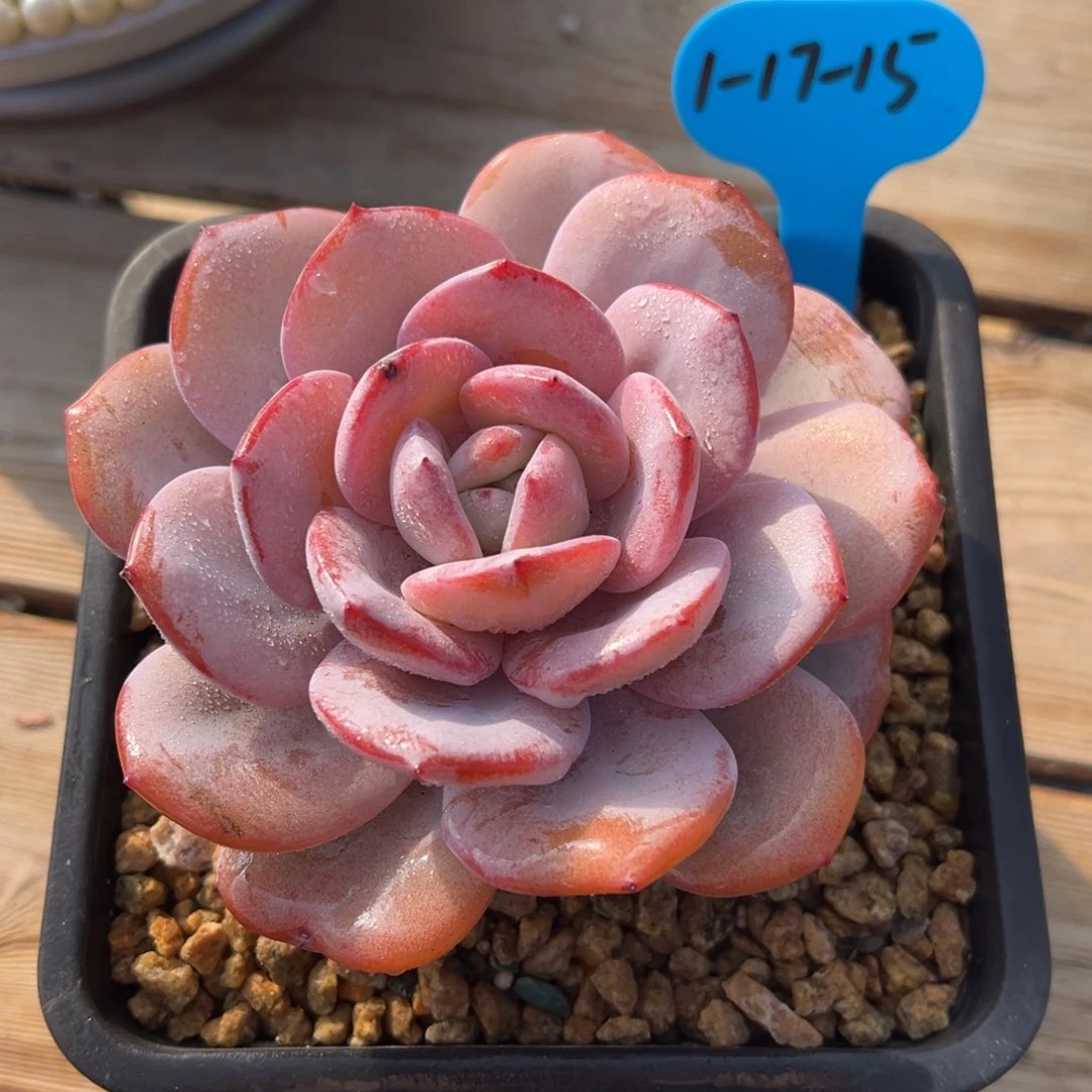 1-17-15韩版奶茶多肉植物