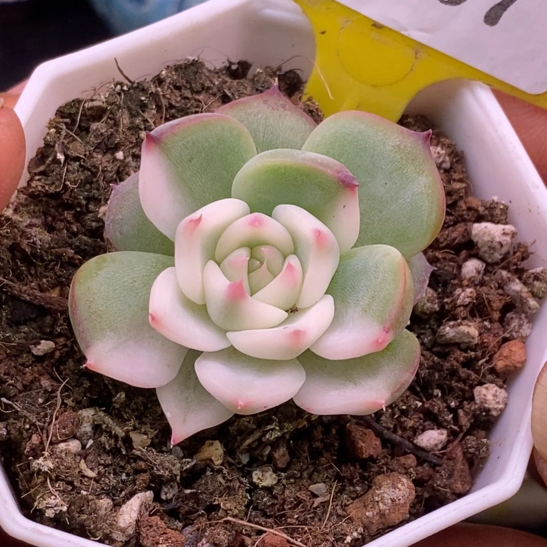 1107吉娃娃富轮锦，宽锦
