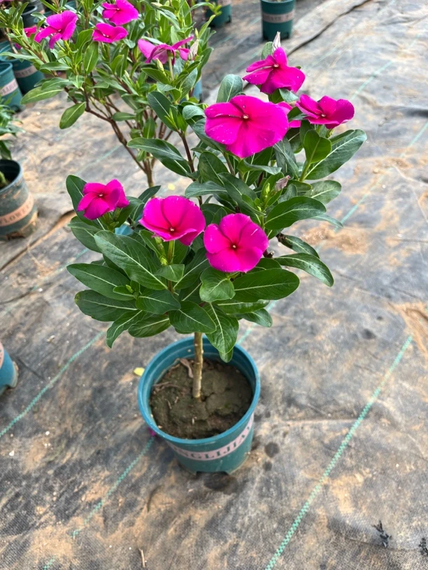 独杆棒棒糖木本天天开（又名长春花）耐热耐晒