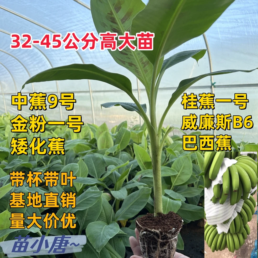 南宁香蕉树苗中蕉九号果树果苗苗矮脚树粉蕉苗庭院芭蕉树香蕉树